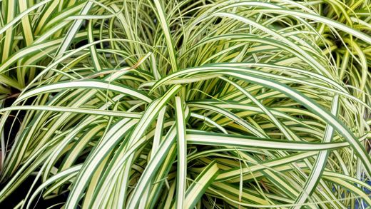 Carex oshimensis "Evergold"