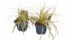 Carex oshimensis "Evergold"