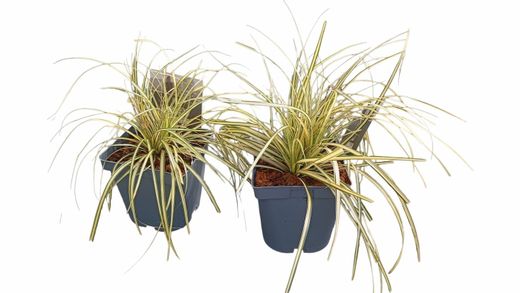 Carex oshimensis "Evergold"