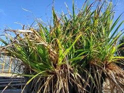 Carex pendula, espadana
