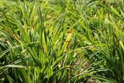 Carex pendula, espadana