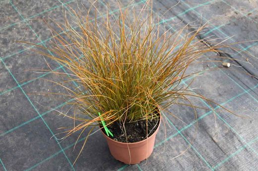 Carex testacée