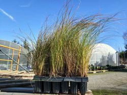 Carex testacea en alveolo forestal