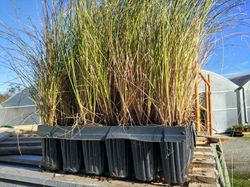 Carex testacea en alveolo forestal