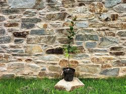 Carpe, carpino, hêtre blanc, Carpinus betulus.