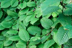 Carpe, carpino, hêtre blanc, Carpinus betulus.