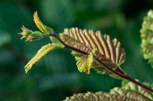 Carpe, carpa, faia branca, Carpinus betulus.