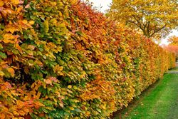Carpe, carpino, hêtre blanc, Carpinus betulus.