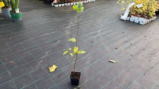 Carpe, carpino, haya blanca, Carpinus betulus.