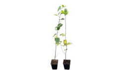 Carpe, carpino, haya blanca, Carpinus betulus.