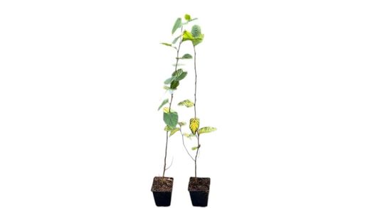 Carpe, carpino, haya blanca, Carpinus betulus.