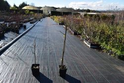 Castaño de fruto Maruxa en maceta de 11 cm