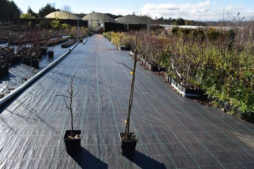 Castaño de fruto Maruxa en maceta de 11 cm