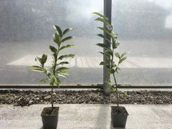 Castaño de fruto Maruxa en maceta de 11 cm