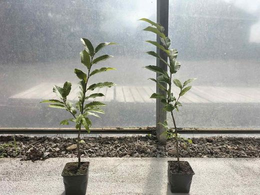 Castaño de fruto Maruxa en maceta de 11 cm