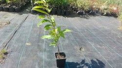 Castaño de fruto Maruxa en maceta de 11 cm