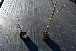 Castaño de fruto Maruxa en maceta de 11 cm