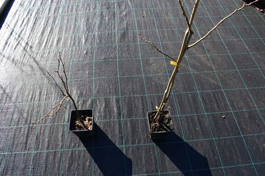 Castaño de fruto Maruxa en maceta de 11 cm