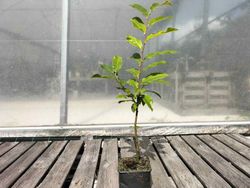 Castaño de fruto Maruxa en maceta de 11 cm