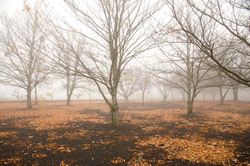 Castaño de fruto Maruxa en maceta de 11 cm