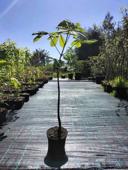 Castanha da Índia, Aesculus hippocastanum