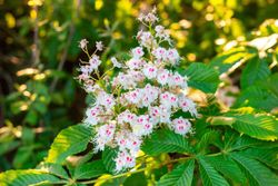 Castanha da Índia, Aesculus hippocastanum