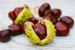 Castanha da Índia, Aesculus hippocastanum