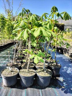 Marronnier d'Inde, Aesculus hippocastanum