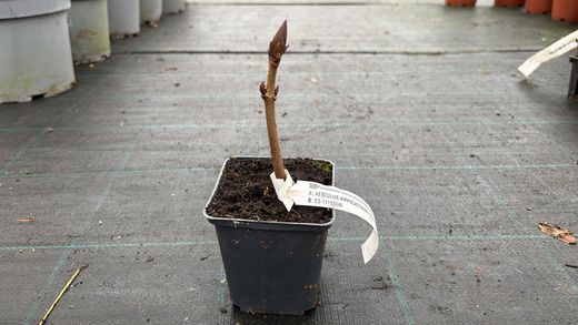 Castanha da Índia, Aesculus hippocastanum