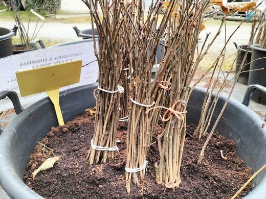 Castaño fruto Maruxa de 30/50 cm