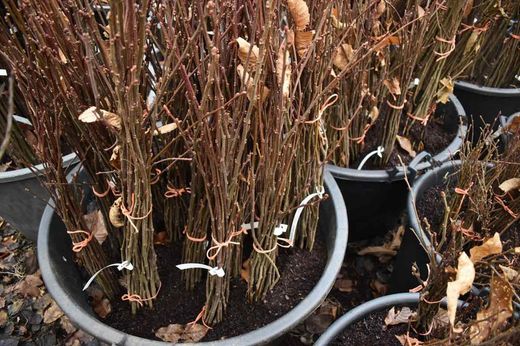 Castaño Maruxa para fruto de 70/95cm