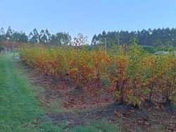 Castanheiro Maruxa de raiz nua