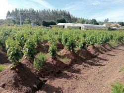 Castanheiro Maruxa de raiz nua