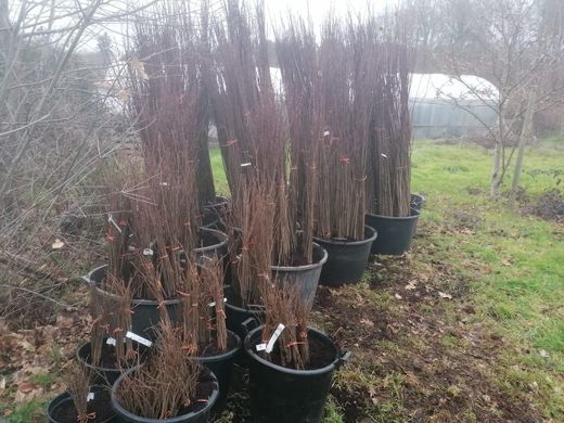 Castanheiro Maruxa de raiz nua