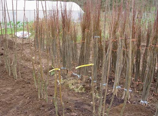 Castanheiros enxertados