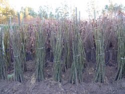 Castanhas Maruxa para frutas 150 cm ou mais