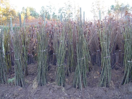 Castanhas Maruxa para frutas 150 cm ou mais