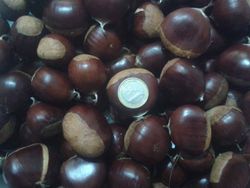 Castanhas Maruxa para frutas 150 cm ou mais