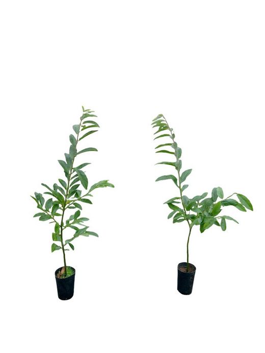 Castaños Maruxa para fruto en maceta