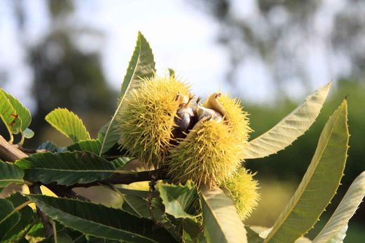 Castaños Maruxa para fruto en maceta
