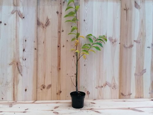 Castaños Maruxa para fruto en maceta