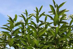 Castaños Maruxa para fruto en maceta