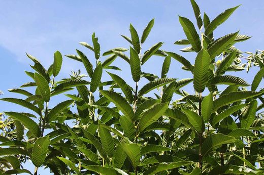Castaños Maruxa para fruto en maceta