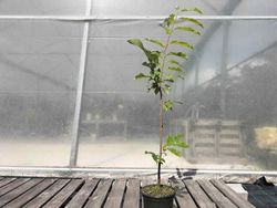 Castaños Maruxa para fruto en maceta