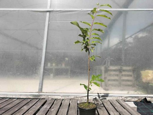 Castaños Maruxa para fruto en maceta