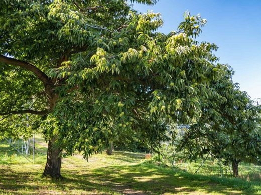 Castaños Maruxa para fruto en maceta