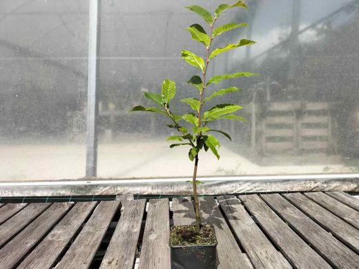 Castaños Maruxa para fruto en maceta