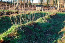 Castanhas híbridas para madeira 100/150 cm