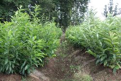 Castaños para producción de madera de 50/100 cm