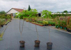 Catalpa, árbol trompeta, Catalpa bignonioides